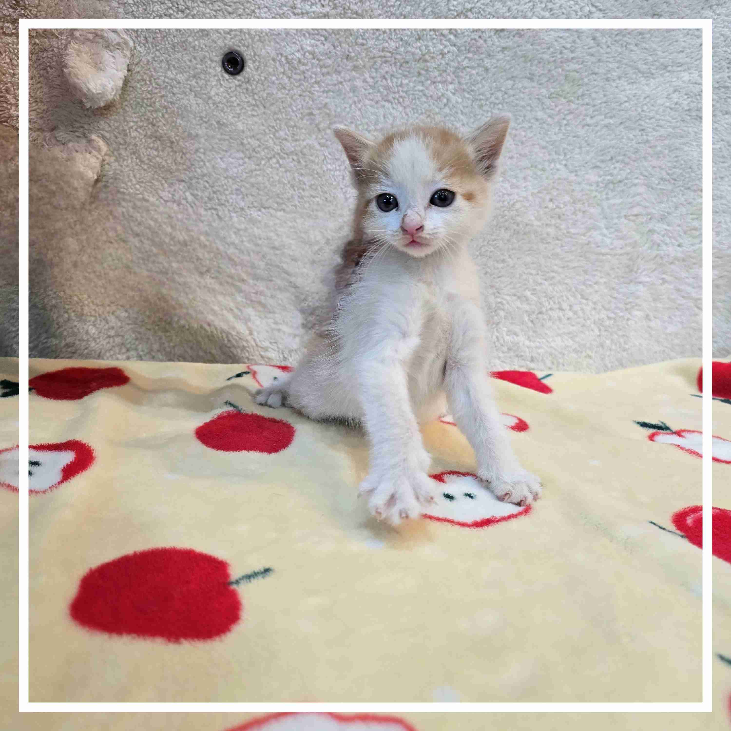 군산유기동물보호센터_445467202402000